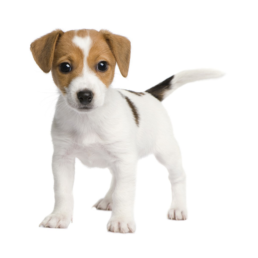 Leading Paws | Beagle Puppy