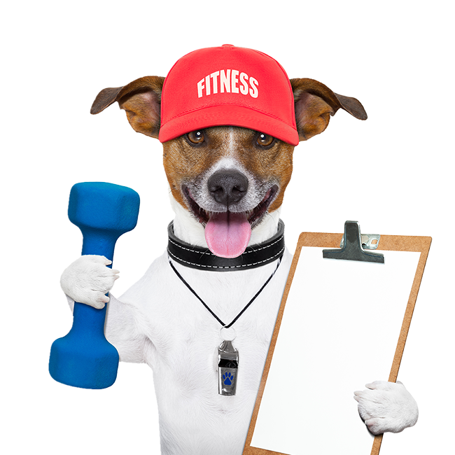 Leading Paws | Fitness Dog